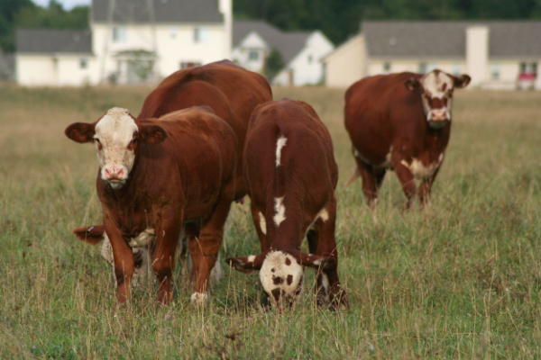 Lire la suite à propos de l’article PLU et zonage agricole : vers la création d’un ordre de priorité ?