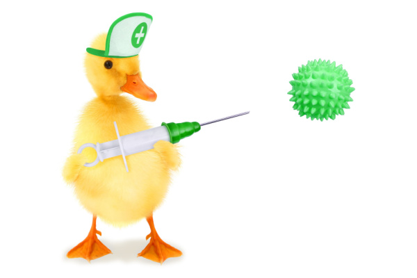 Lire la suite à propos de l’article Grippe aviaire : la campagne de vaccination des canards est lancée !