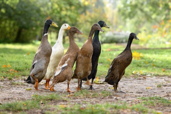 Lire la suite à propos de l’article Grippe aviaire : la situation sanitaire s’améliore…