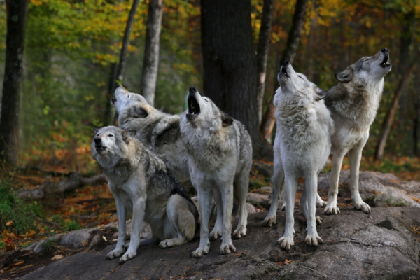 Lire la suite à propos de l’article Plan loup : comment protéger les troupeaux ?
