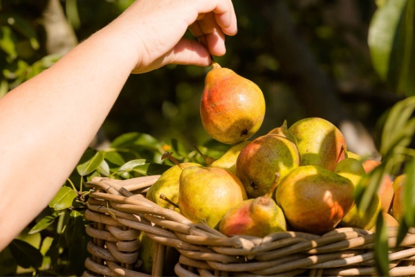 Lire la suite à propos de l’article Aides couplées végétales : montants connus pour 2023