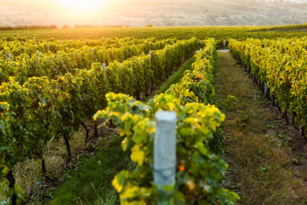 Lire la suite à propos de l’article Entreprises viticoles : lancement du prêt bonifié