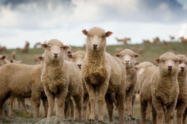 Lire la suite à propos de l’article Fièvre catarrhale ovine : quelle est la réponse du Gouvernement ?