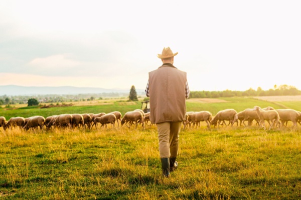 Lire la suite à propos de l’article Tuberculose : lutter contre sa propagation dans les troupeaux