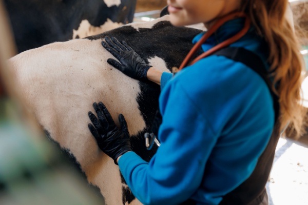 Lire la suite à propos de l’article Visites sanitaires obligatoires pour la filière bovine : petite modification de l’expérimentation !