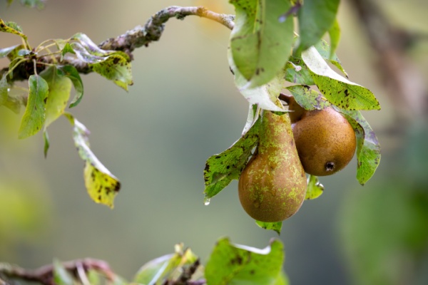 Lire la suite à propos de l’article Aides couplées végétales : du nouveau pour la catégorie « Fruits transformés »