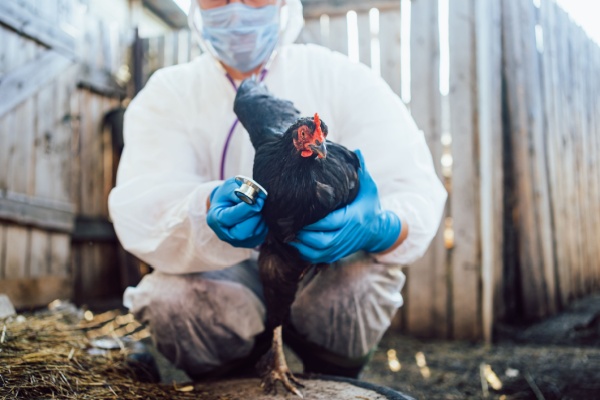 Lire la suite à propos de l’article Grippe aviaire : une amélioration pour le printemps 2025 !