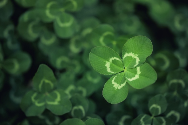 Lire la suite à propos de l’article Joaillerie : le trèfle à quatre feuilles victime d’un parasit(isme) ?