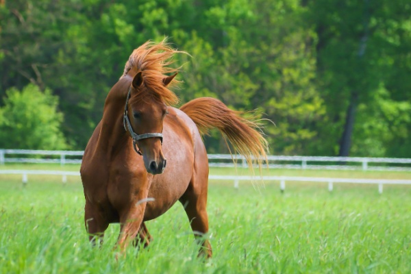 Lire la suite à propos de l’article Vente de chevaux vivants : une baisse du taux de TVA en vue ?