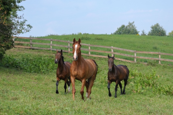 Lire la suite à propos de l’article Gardiennage de chevaux : quelle fiscalité appliquer ?