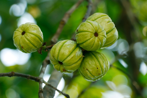 Lire la suite à propos de l’article Garcinia cambogia : interdiction temporaire
