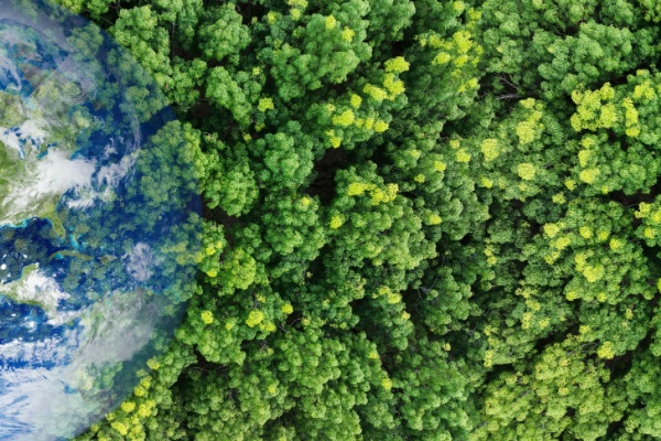 Lire la suite à propos de l’article Renouvellement forestier : comment toucher les aides ?