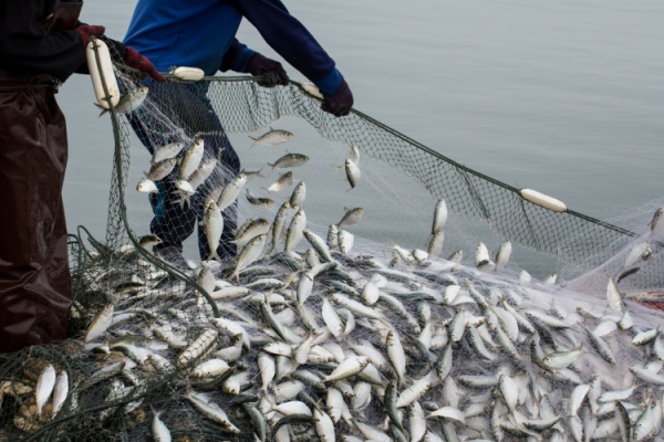 Lire la suite à propos de l’article TVA à taux réduit : même pour les poissons d’empoissonnement ?