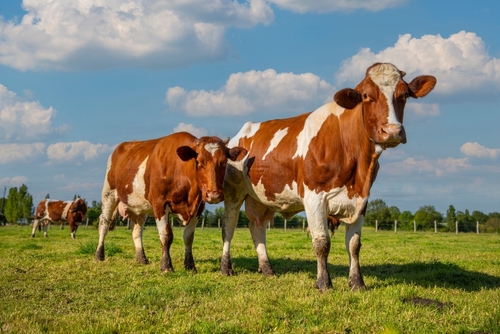 Lire la suite à propos de l’article Aides agricoles : précisions à propos de l’aide aux bovins