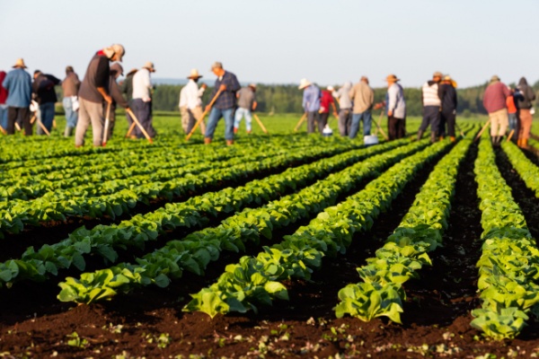 Lire la suite à propos de l’article Employeurs agricoles : actualisation de l’exonération TO DE