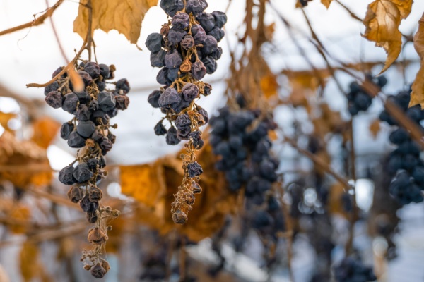 Lire la suite à propos de l’article Vignes en friche : une sanction pour protéger les cultures