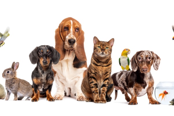 Lire la suite à propos de l’article Bien-être animal : une réglementation détaillée