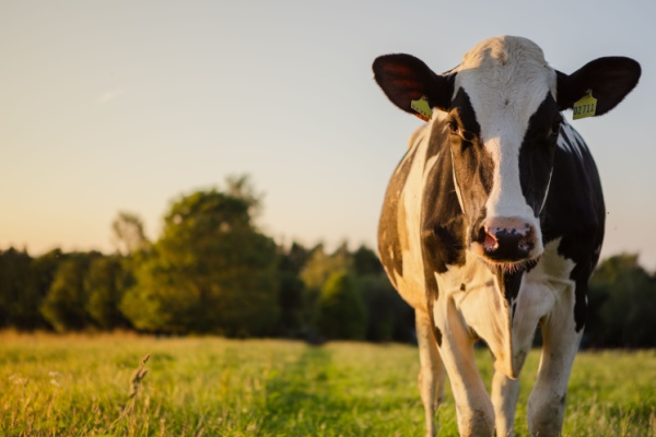 Lire la suite à propos de l’article Agriculture : le point sur les mesures d’aide