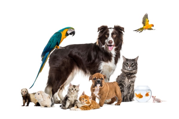 Lire la suite à propos de l’article Droit des animaux : le droit français s’adapte