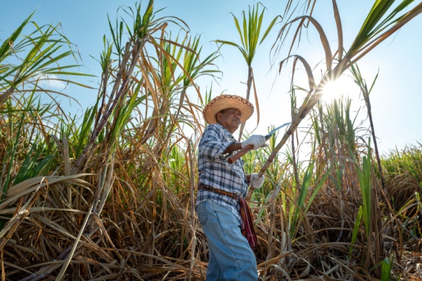 Lire la suite à propos de l’article Canne à sucre : quelle enveloppe d’aides pour les récoltes 2025 ?