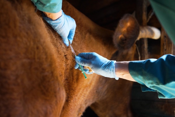 Lire la suite à propos de l’article Dermatose nodulaire : extension des mesures de lutte contre la propagation