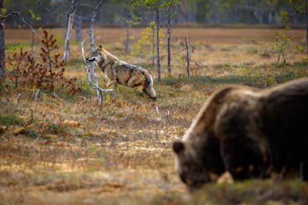 Lire la suite à propos de l’article Protection des troupeaux contre les prédateurs : précisions sur les aides