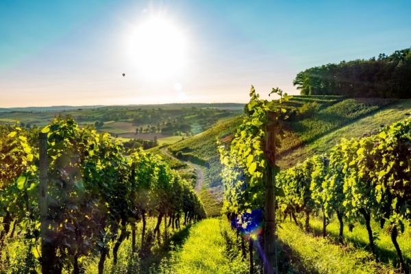 Lire la suite à propos de l’article Viticulture : un sursis pour la déclaration des récoltes