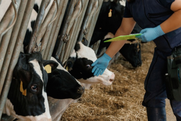 Lire la suite à propos de l’article Dermatose nodulaire : des restrictions renforcées