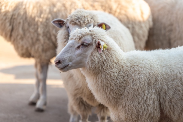 Lire la suite à propos de l’article Identification des ovins et des caprins : des mouvements plus suivis