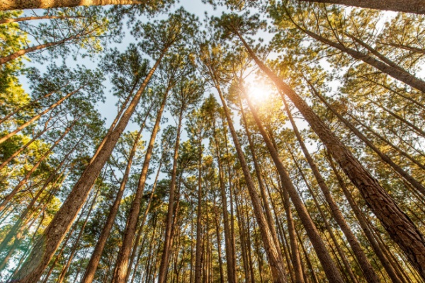 Lire la suite à propos de l’article Taux réduit de TVA pour les travaux sylvicoles et d’exploitation forestière : ça continue