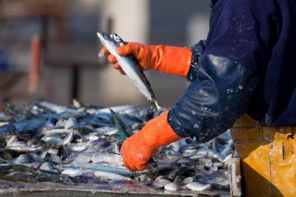 Lire la suite à propos de l’article Secteur de la pêche : du nouveau pour les quotas et les activités de pêche