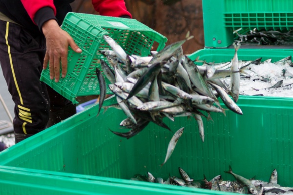 Lire la suite à propos de l’article Secteur de la pêche : évolution des critères des demandes d’antériorités
