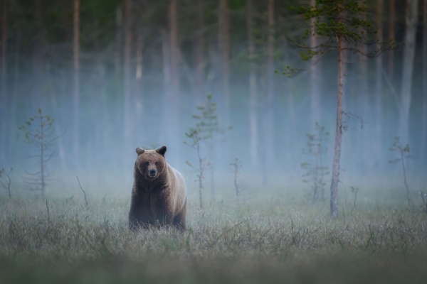Lire la suite à propos de l’article Animaux sauvages : des mesures à signaler