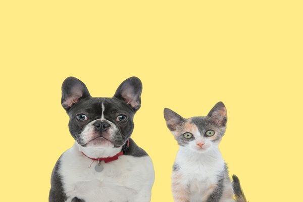 Lire la suite à propos de l’article Vente d’animaux de compagnie : de nouvelles sanctions à connaître