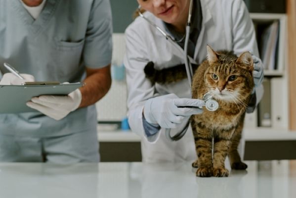 Lire la suite à propos de l’article Cabinet des vétérinaires : des règles de fonctionnement précisées