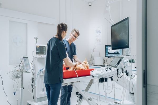 Lire la suite à propos de l’article Vétérinaires : une délégation possible pour certains actes