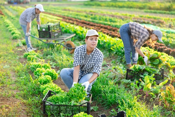 Lire la suite à propos de l’article Travailleurs saisonniers agricoles : l’hébergement sous tente étendu à de nouveaux départements